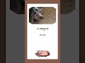 Learn Italian with farm animals 🇮🇹  #italianlanguage #easyitalian #italiano #studyitalian