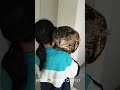 今日のジュニ君🦉パパは嫌い😱