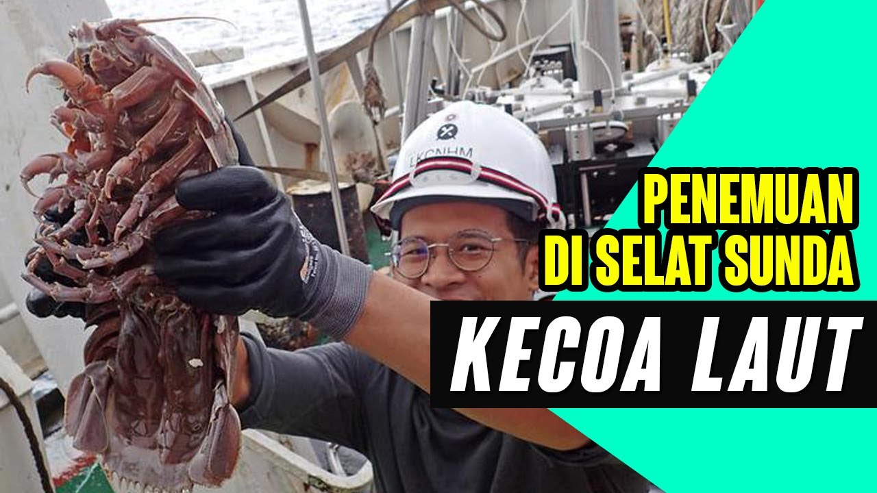 Penemuan Kecoa Laut Raksasa di Selat Sunda - YouTube