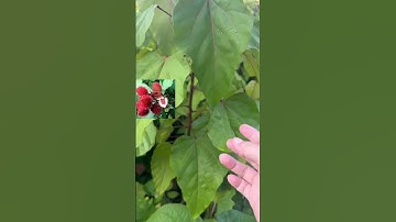 Cây Cari màu điều 1 mét | 0386569374 - Ngọc Ngân Bến Tre | Chuyên cây độc lạ