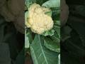 Phool Gobhi Ki Kheti Ka Best Tarika | Cauliflower Farming #Shorts #ytshorts #phoolgobhi