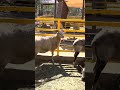 #cuteanimals #borrego #granja #ganado