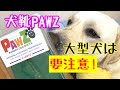 『ポウズPAWZ』ラバードッグブーツ犬靴【大型犬は要注意！】良い口コミが多いけど、かなりキツくて蒸れます。ラブラドールレトリバーどん LABRADOR RETRIEVER DON