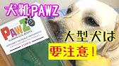 Protex Paws S M ラバードッグブーツsとmサイズを重ね履き Goro ゴローさん Kuro クロさん Dog Cat コーギー 犬 猫 Youtube