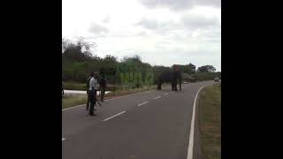 Wildlife Officials Injecting Medicine Into An Injured Elephant | 負傷したゾウに薬を注射する野生動物担当者 #Shorts