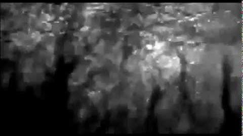 Scientific Reports : Synchrotron x-ray imaging of pulmonary alveoli in respiration in live intact...