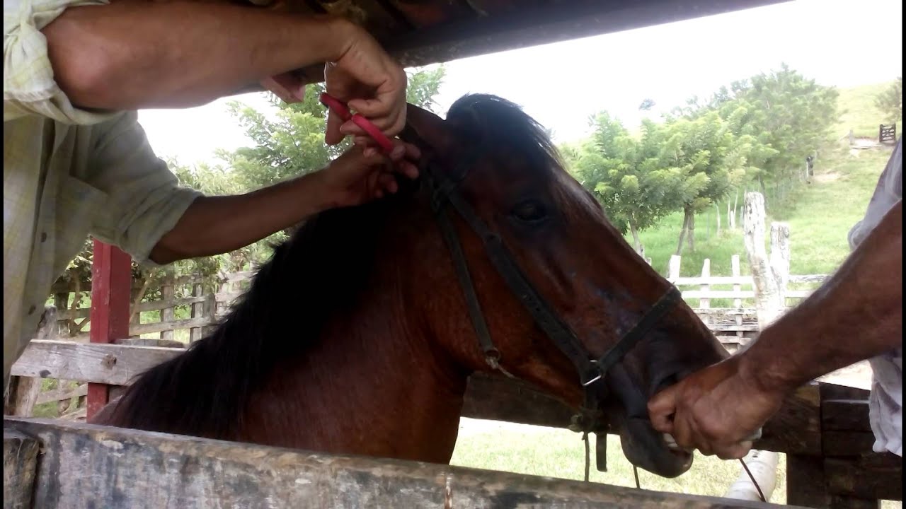 cortando el pelo cortando el pelo al caballo youtube cortando el pelo cortando el pelo al caballo youtube