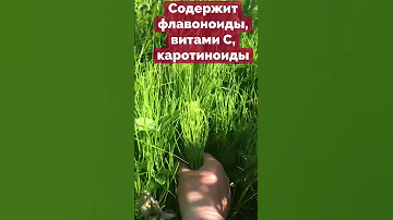Хвощ полевой - мочегонное средство. Пора собирать #Shorts