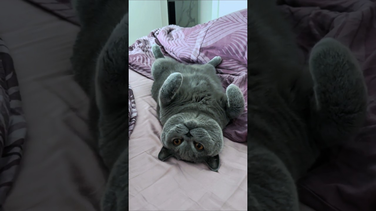 Cats, dogs, pets, animal lover ❤️😀😘 