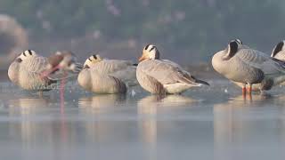 Bar headed goose resting at Kava lake Latur