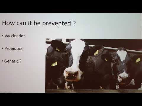 Fighting Salmonella in Dairy Cattle