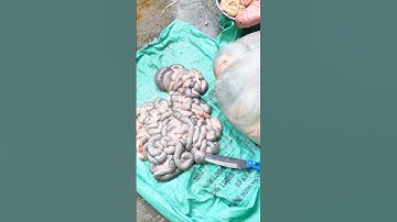 Phục vụ đám cưới ở quê // chế biến món ăn kiểu truyền thống - tronpiu vlog #shorts