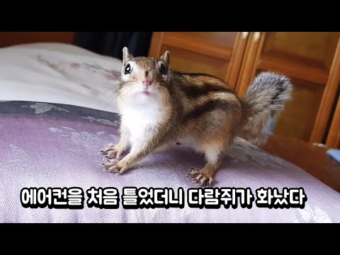 에어컨 처음 틀었더니 다람쥐가 화났다