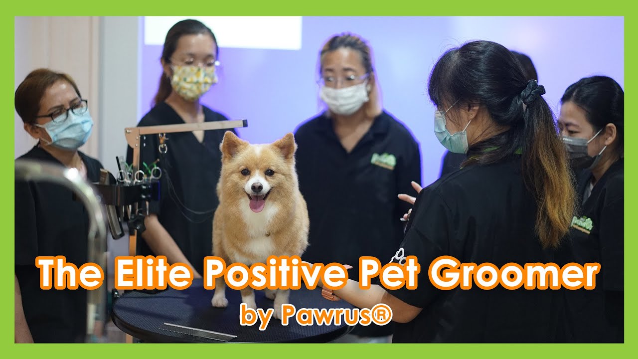 The Elite Positive Pet Groomer Program by Pawrus® YouTube