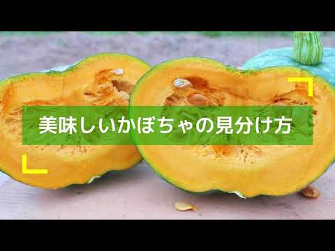 【知って得する】美味しいかぼちゃの見分け方【北海道】