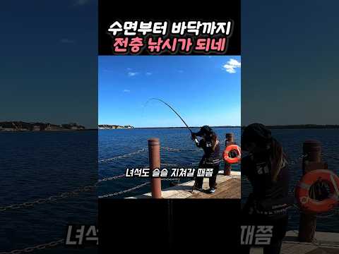 미끼를 줄에 태워 보내는 낚시법으로 잡아낸 참치 thumbnail