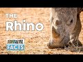 Animal fact - The Rhino