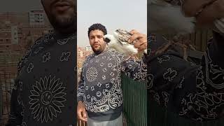نش_الحمام pigeon