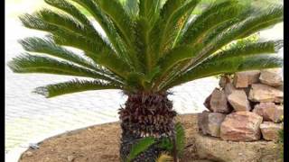 Sago Palms for export  00201201336002