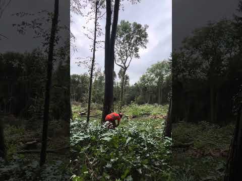Cracking effort on felling this large tree using a sweep cut..check it out