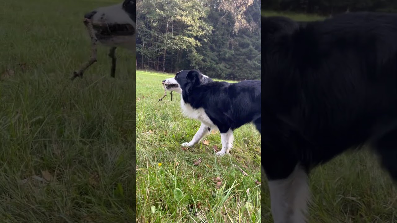 Лучший друг 