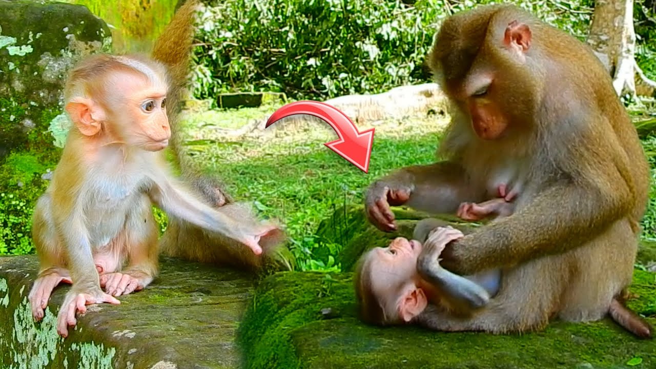 Baby Monkey Gets Comfort From Mother | Adorable Family Love In The Wild ...