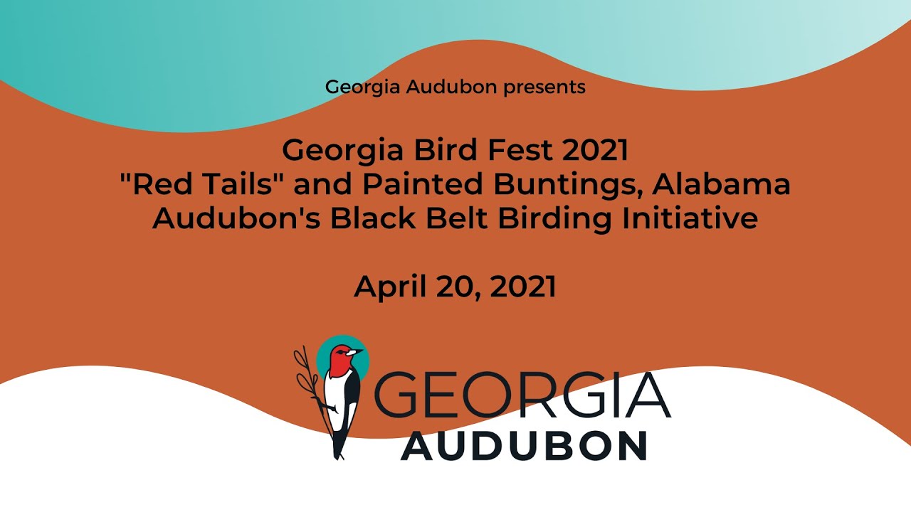 Red Tails and Painted Buntings, Alabama Audubon's Black Belt Birding Initiative YouTube