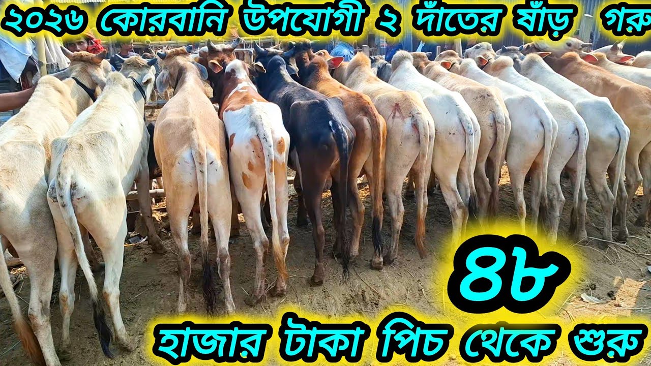 ১৬/০১/২৬/ পাহারি বর্ডার ক্রস ২০২৬ কোরবানি উপযোগী ২ দাঁতের ষাঁড় গরু মাত্র ৪৮ হাজার টাকা পিচ থেকে শুর