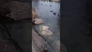 Bugün De Ördekleri Aç Birakmadim