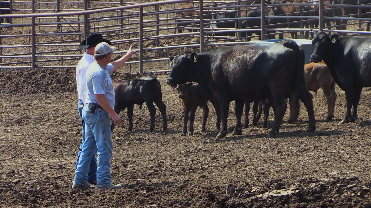 Cattle Business Weekly