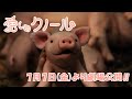 [7月7日(金)公開]映画『愛しのクノール』日本語吹替版予告│SILENT SIREN&泉谷しげる&ユージ&杉田智和出演│Puppet Animation "Oink (Knor)&qu