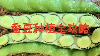 【种菜】蚕豆种植全攻略｜育苗栽种搭架打顶浇水施肥抗虫同伴种植｜Growing Fava Bean