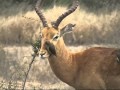 Killing Bird.Oxpecker KrugerPark