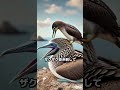 動物の血を吸って生きる鳥が怖すぎる #動物 #雑学 #ハシボソガラパゴスフィンチ　#shorts