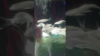 Siapa Suka Ikan Mas Koi Silver  koi lucu gemes comel trending