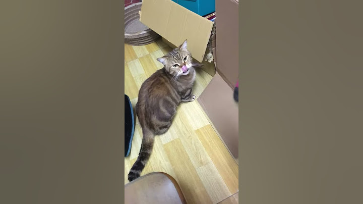如何用吹風機吹走一隻貓 // How to blow a cat away with a hair dryer