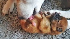 Shiba Inu puppies - 3 days old