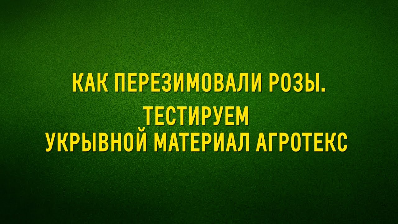 Как перезимовали розы  Тестируем укрывной материал Агротекс