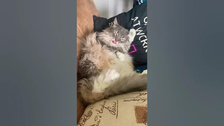 Video 7322601: mains coon cat mainecoon, coon big cat mainecoon, coon cat meowing maine, mainecoon cutecat cat, maine coon grooming, cute mainecoon cat adorable, maine coon cleaning