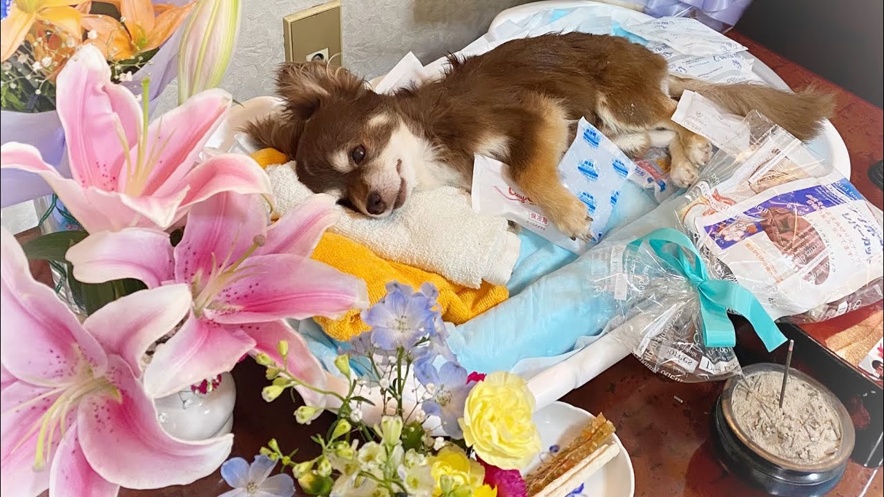 【涙/チワワ】ロクと最期の夜 2020/6/22【かけがえのない思い出】