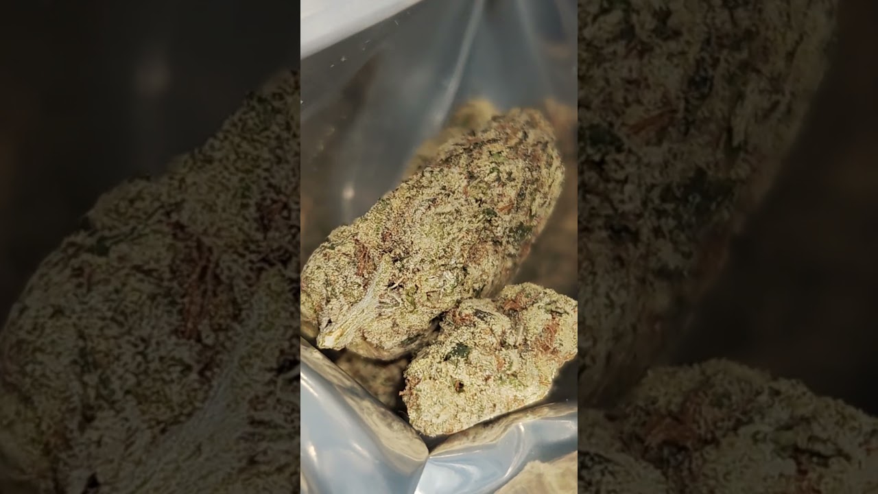 Водитель джунглей из Ревелри