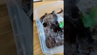 Tarantulas Feeding Karmienie Ptaszników Chilobrachys Fimbriatus Bonus