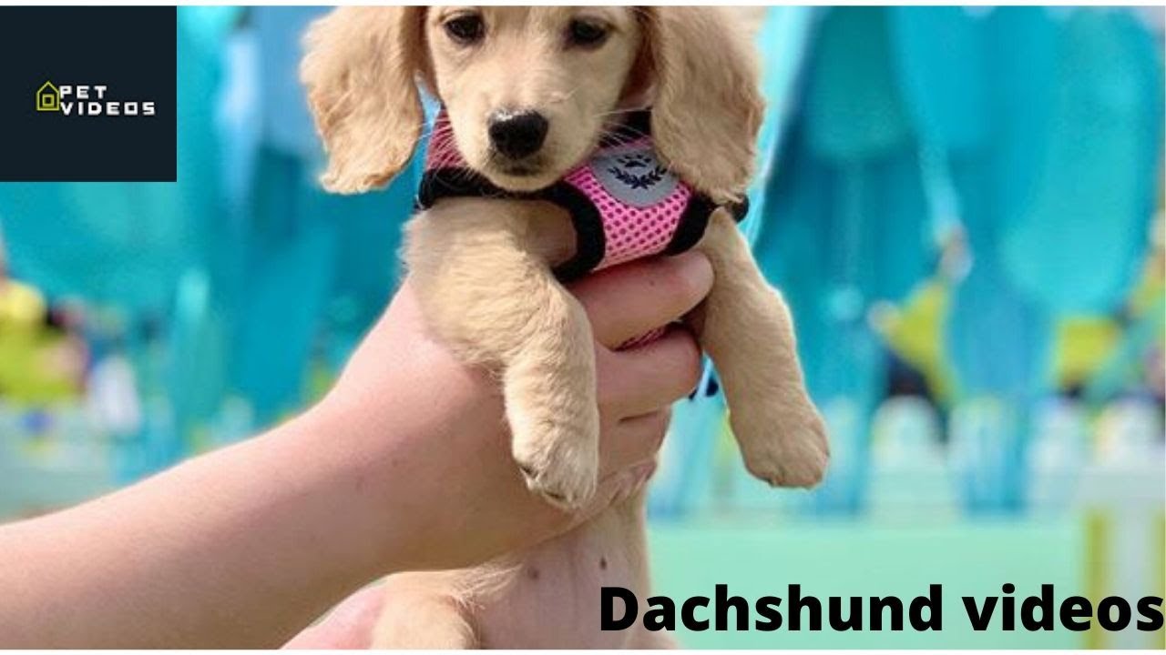 41 Cute and Funny Dachshund Video Instagram Sausage Dogs Videos Try