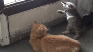 Adorable Rescue Kitten Found A Partner And Playing With Her Like Tom And Jerry