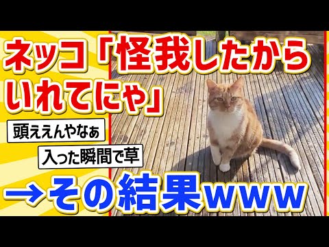 【2ch動物スレ】人「この猫、怪我してるやんけ！」ネッコ「助けてにゃ…」→その結果ｗｗｗｗ