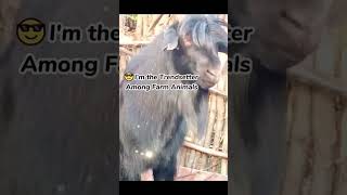 #tiktokfunnyvideos #funnyvideo #귀여운고양이 #moments #ohmygod #코미디영상 #funnyvideostiktok #MemeFunnymeme #코