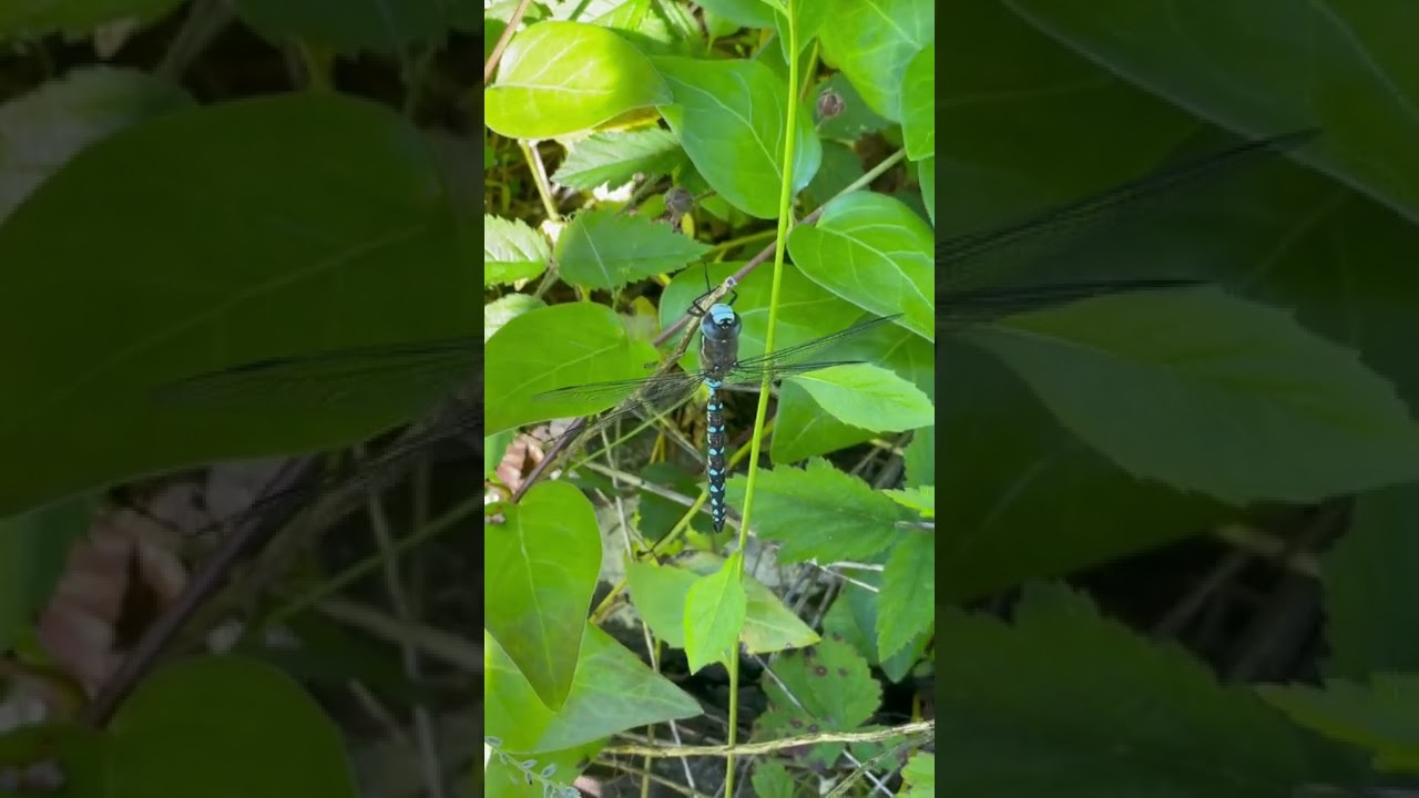 Blue- eyed darner/푸른눈잠자리/青い目のトンボ