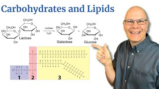 Carbohydrates and Lipids: the Essentials for AP Bio