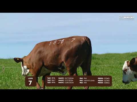 LOTE 7 FÊMEA