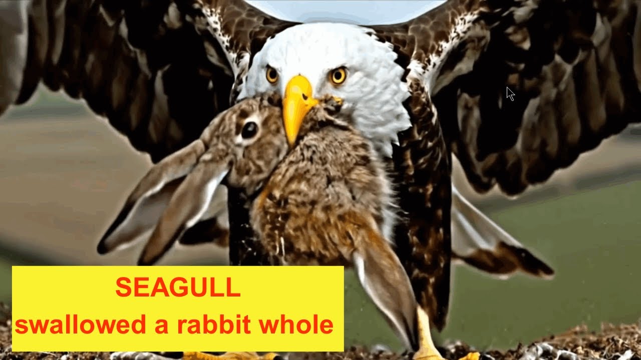 What REALLY Happens When a Seagull Eats a Rabbit Whole